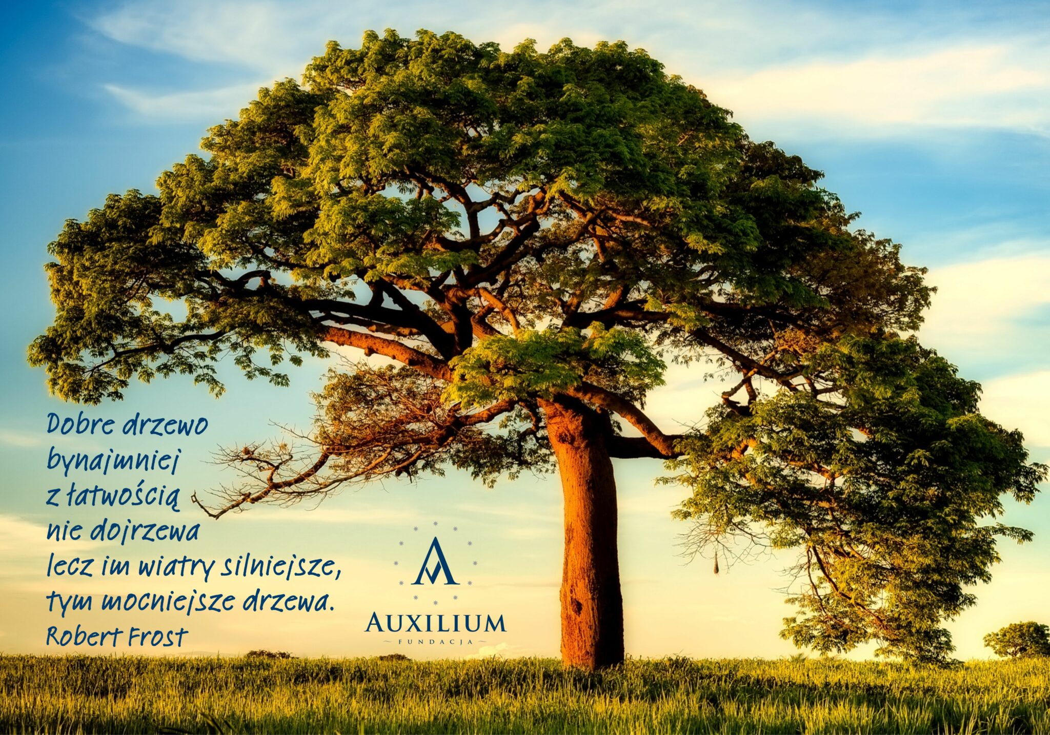 Duże drzewo